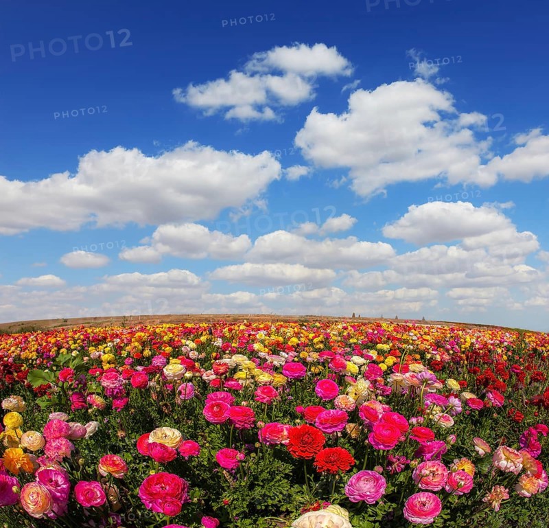 Spring flowering garden large buttercups - ranunculus. Flowers are grown for export in the Nordic countries