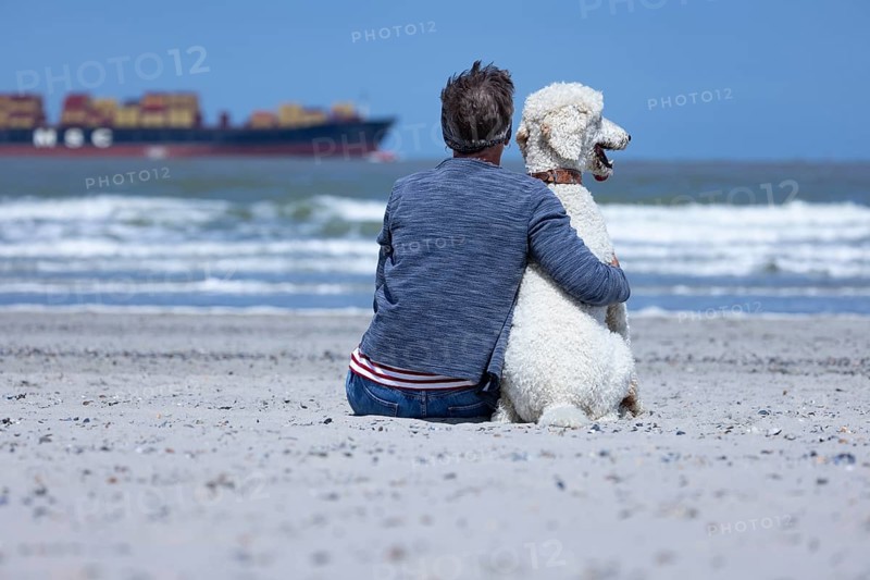Woman sits together with her dog, a white poodle, amicably familiar on the beach in the sunshine, hugs him and looks at the sea, a ship passes by, Groede, Zeeland, Netherlands