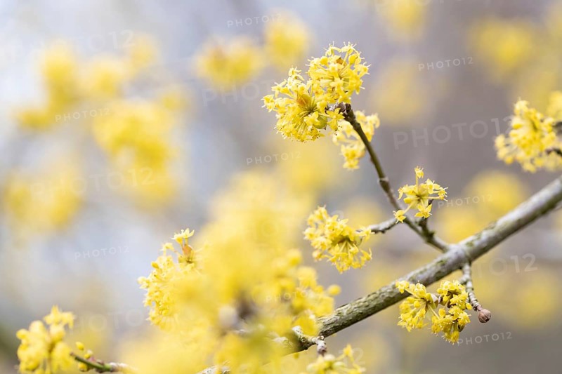 Cornelian cherry (Cornus mas), many blossoms on a branch, North Rhine-Westphalia, Germany, Europe