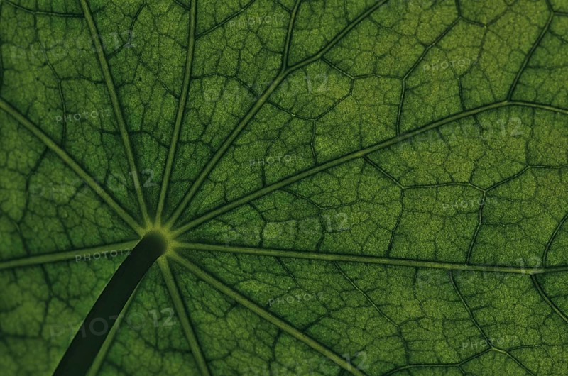 Bottom view of the leaf surface of a nasturtium -