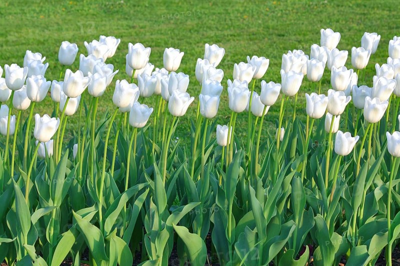 White tulips