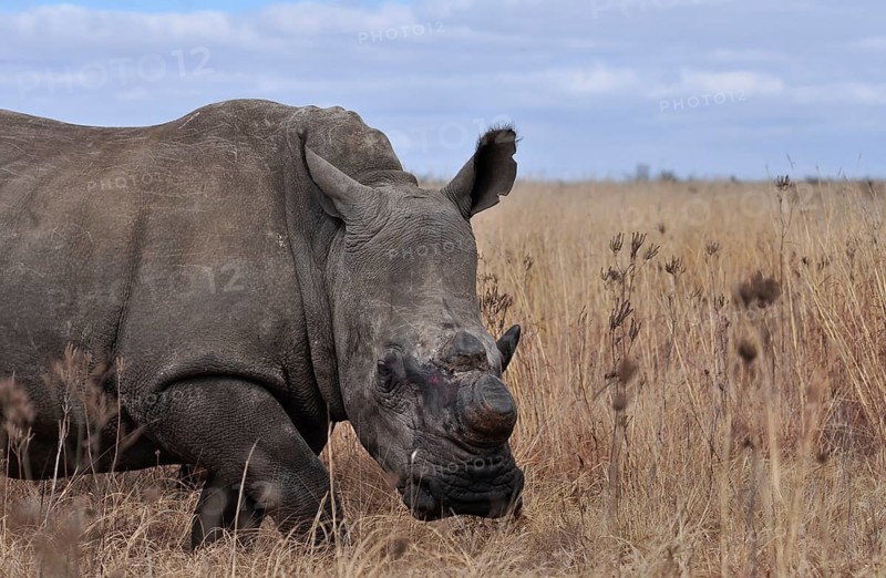 A White Rhinoceros in South Africa dehorned to protect it against poachers