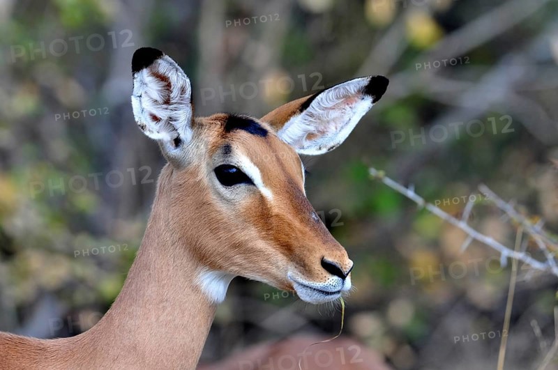 Impala Antelope in the Kruger Park, South Africa, Africa