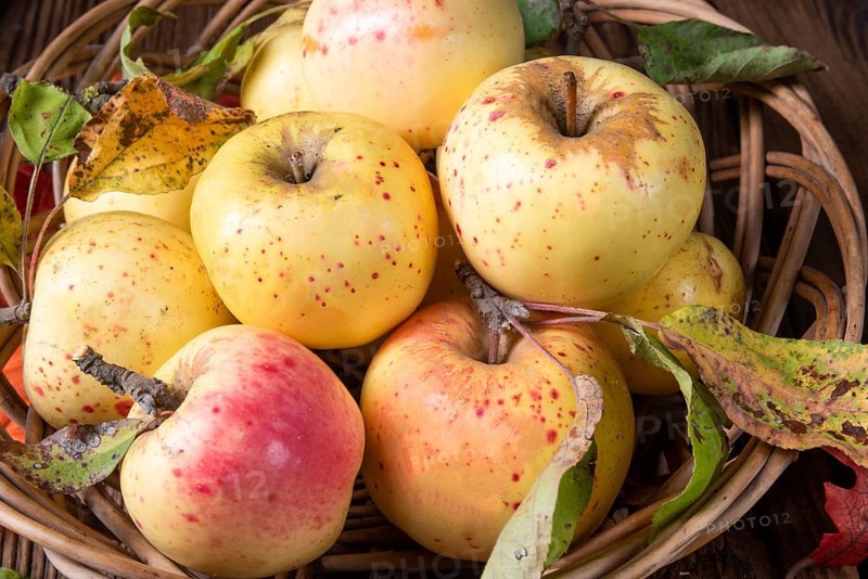 Fresh and delicious organic apples in a basket