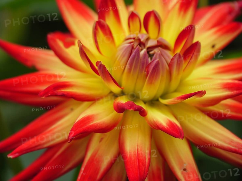 Close-up of a yellow-red flowering dahlia with bright petals, borken, münsterland, germany