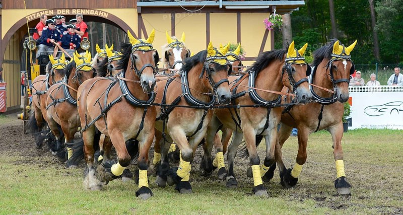 Cold-blooded horses as the titans of the race in Brück, Brandenburg