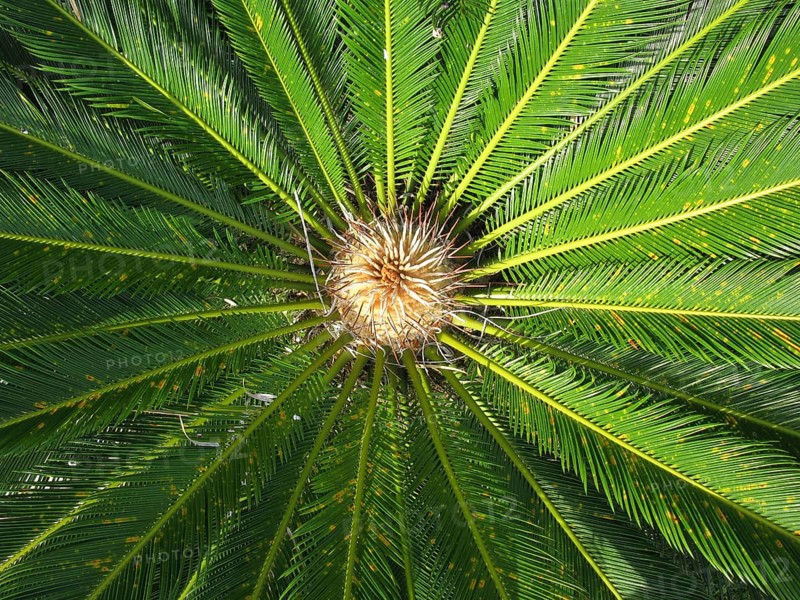 Cycas palm