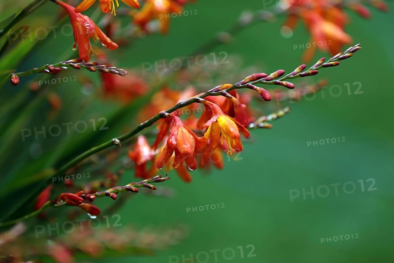 Panicle Montbretia, Crocosmia paniculata, Aunt-Eliza