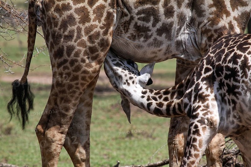 Baby giraffe being suckled by its mother