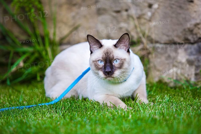 Young cat Siam oriental group Mekong bobtail walks in graß on blue leash. Pets walking outdoor adventure in park. Training, portrait. short haired cat, seal point colour with blue eyes on lawn