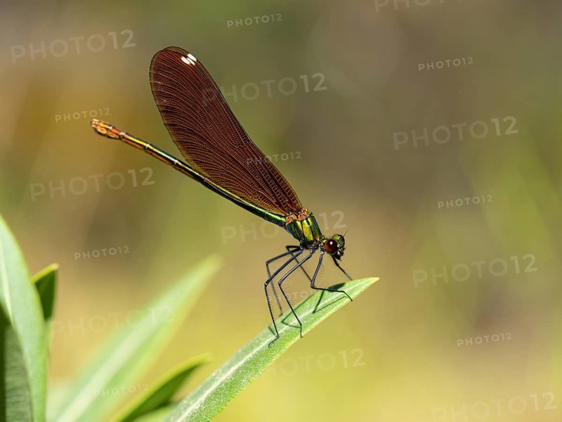 Dragonfly, Dragonfly, Dragonfly, Greece, Lesbos Island, (Crocothemis erythraea), Lesbos, Lesbos Island, Greece, Europe