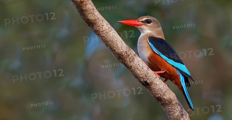 Grey-headed Kingfisher, Grey-headed Kingfisher, Tendaba camp Tendaba photo hid, Kwinella, South Bank, Gambia, Africa