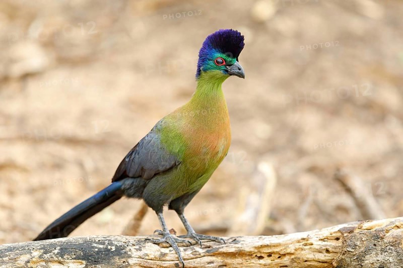 Purple-crested Turaco, Violet-crested Turaco, (Gallirex porphyreolophus), Musophaga porphyreolopha, Tauraco porphyreolophus, Turaco crestimorado, Mkuze Game Reserve, Mkuze, KwaZulu-Natal, South Africa, Africa