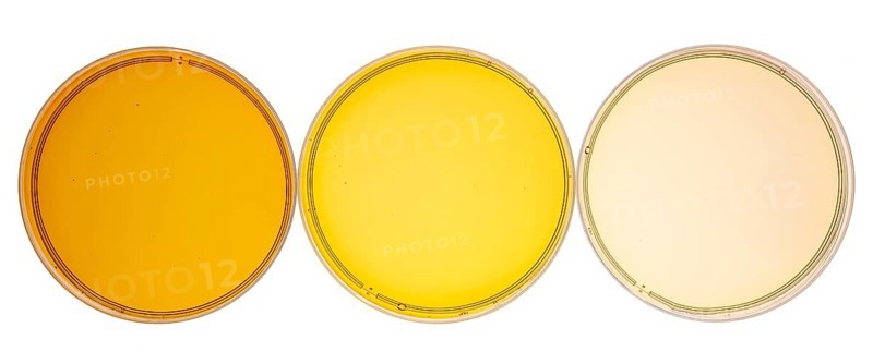 Sampler of pure maple syrup (golden, amber and gold) - three small glass bottles on a ceramic isolated bowl (Petri dishes), to view