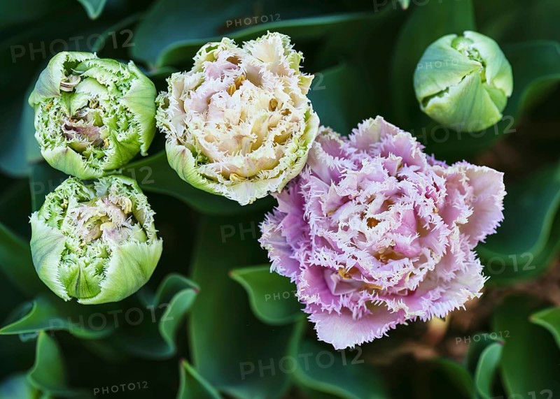 Top view of beautiful pink, white, double-fringed tulips Queensland (Tulip)