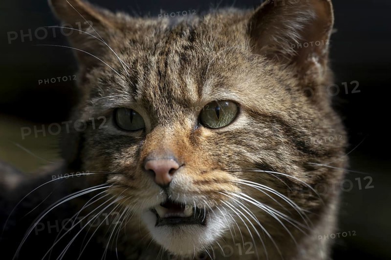 European wildcat (Felis silvestris)