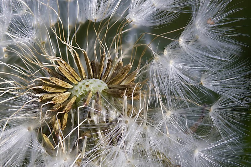 Dandelion - Dandelion (Taraxacum sect. Ruderalia)