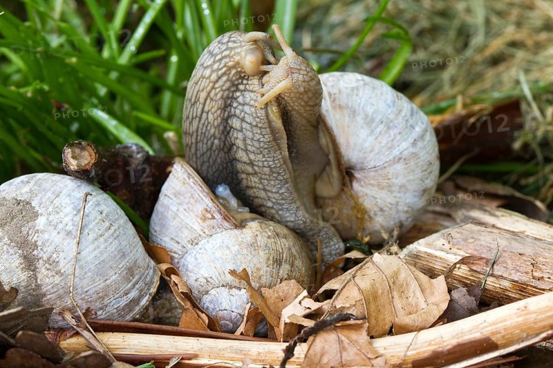 Vineyard snail - mating (Helix pomatia)