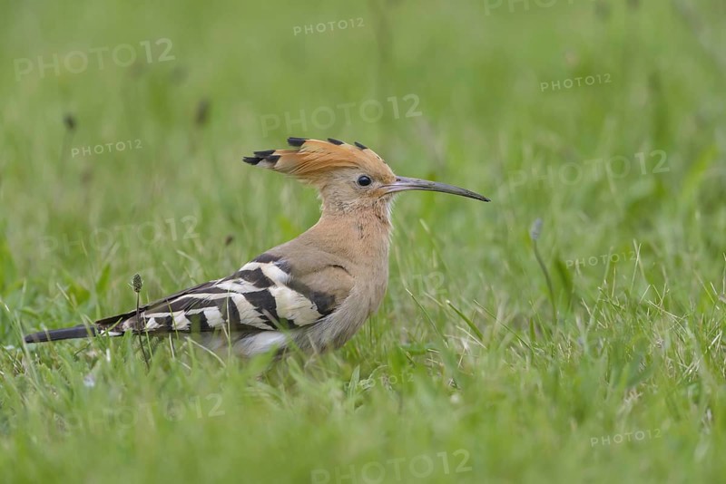 Hoopoe (Upupa epops)