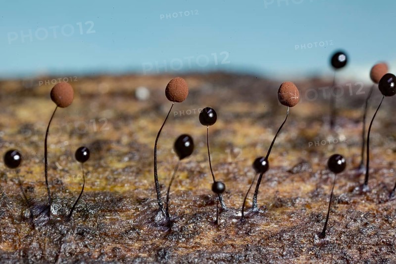 Slate grey filamentous globule (Comatricha nigra)