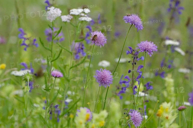 Flower meadow in the Swabian-Franconian Forest nature park Park, spring, June, scabiosa, viper's bugloss, meadow sage, yarrow, furrow bee, Michelfeld, Hohenlohe, D