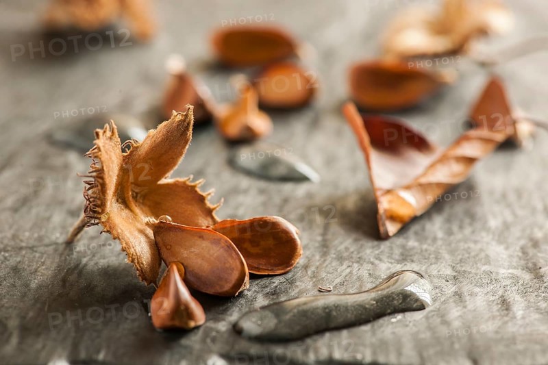 Low angle close-up of an open beechnut fruit with three seeds and elongated water droplets on a light slate background in the side window light