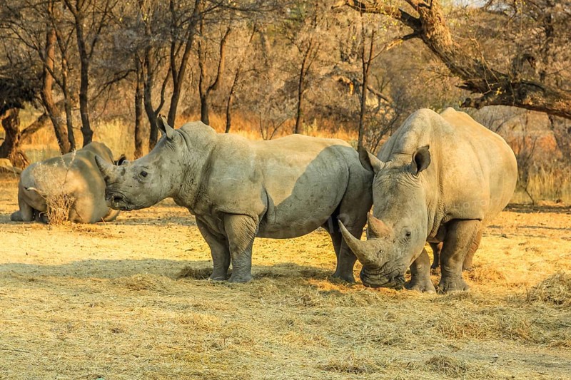 White rhinos, mom with baby, eat grass from the ground. Omaruru reserve, Namibia Africa