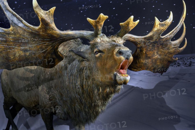The Ice Age Moose, exhibition Ice Age Safari Allgäu in the Marstall, Kempten, Allgäu. Bavaria, Germany, Europe