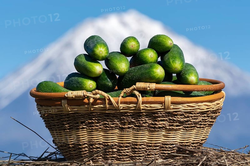 Wicker basket with freshly picked organic cucumbers on background of volcano cone and blue sky. Summer and freshly healthy eco vegetables on agricultural farm in sunny weather