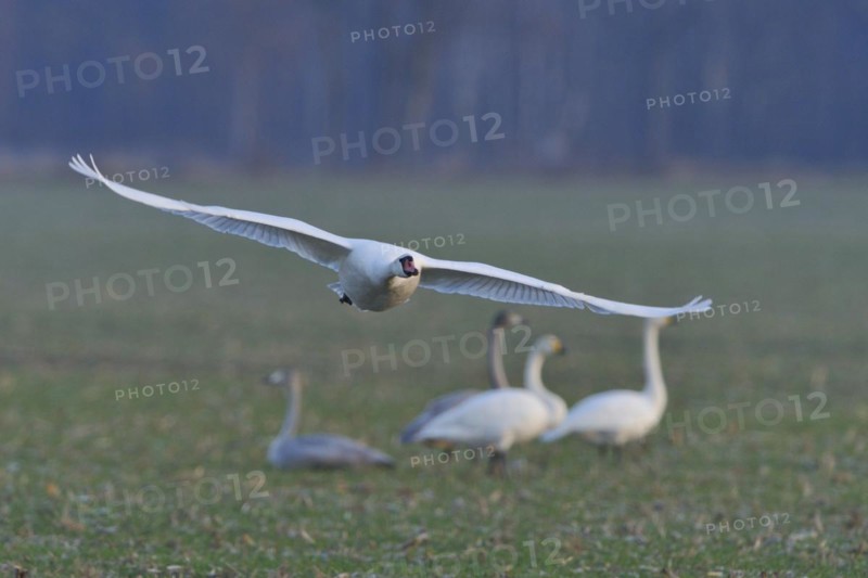 Mute Swan in flight and whooper swans in a meadow