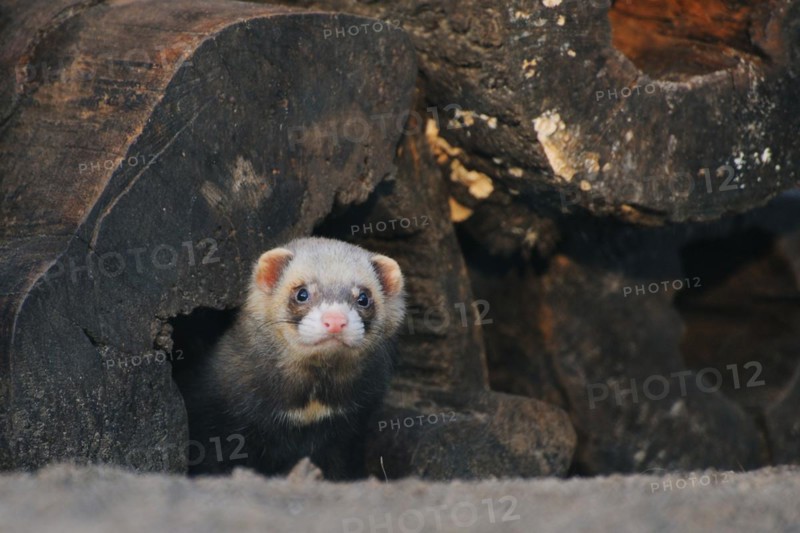 European polecat, Mustela putorius, Western polecat, European polecat, Putois
