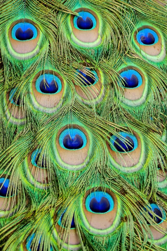 Peacock feather on black background, in Lisbon Capital City of Portugal