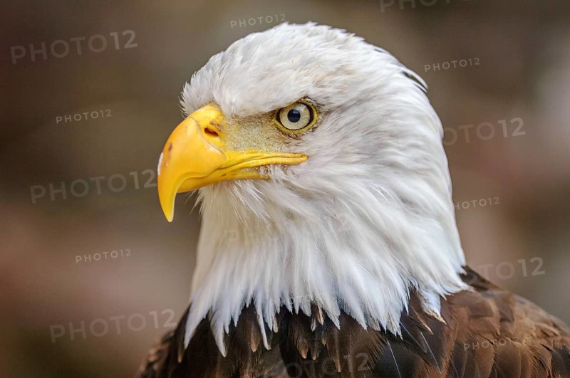 Bald Headed Eagle, close up shot with blurred background