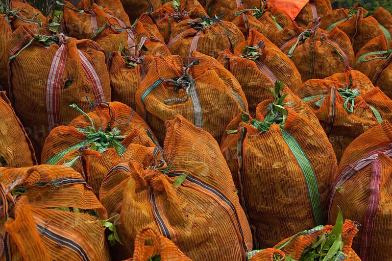 The green tea leaves in sacks on Nuwara Eliya plantation, Sri Lanka. Nuwara Eliya is the most important place for tea plantation and production in Sri Lanka