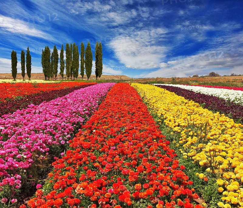 Field of multi-colored decorative buttercups Ranunculus Bloomingdale. Flowers planted with broad bands of bright colors - red, yellow and pink. On the horizon is growing cypress alley
