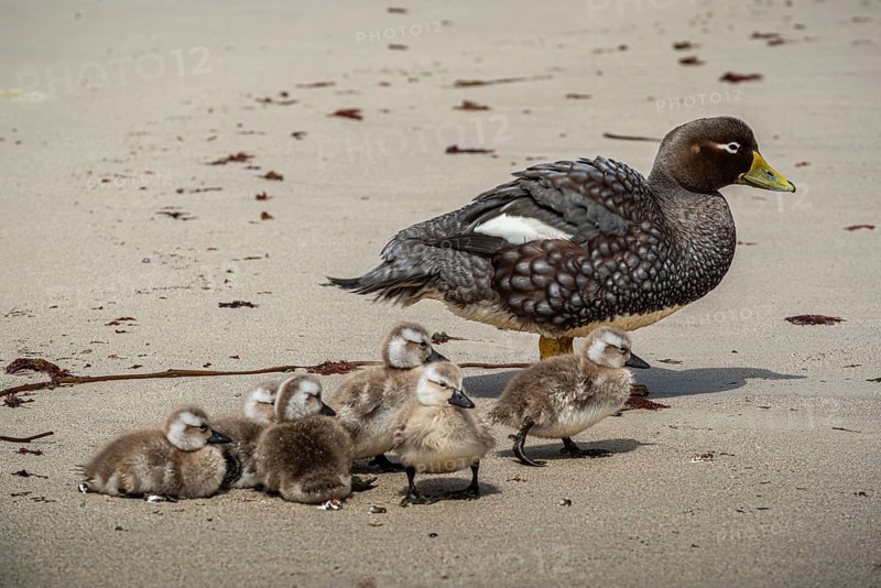 Falkland Steamer Duck (Tachyeres brachydactyla), female with chicks, Pebble Island, Falkland Islands, Great Britain, South Atlantic, South America