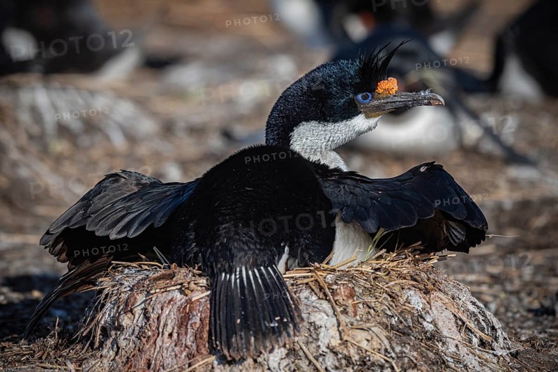 Blue-eyed Cormorant (Phalacrocorax atriceps) on its nest, also Imperial shag, Bleaker Island, Falkland Islands, Great Britain, South Atlantic, South America