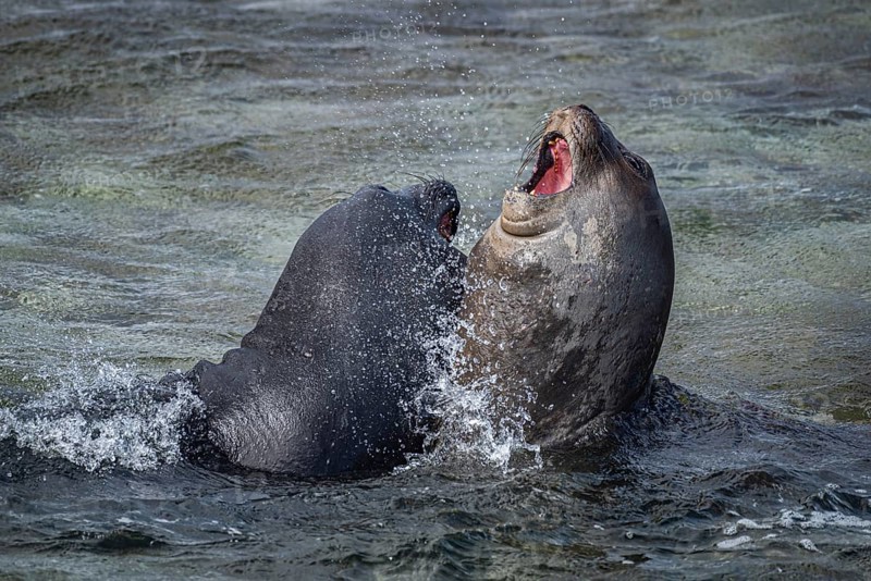 Young male Southern elephant seals (Mirounga leonina) playfully fighting in shallow water, Bleaker Island, Falkland Islands, Great Britain, South Atlantic Ocean, South America