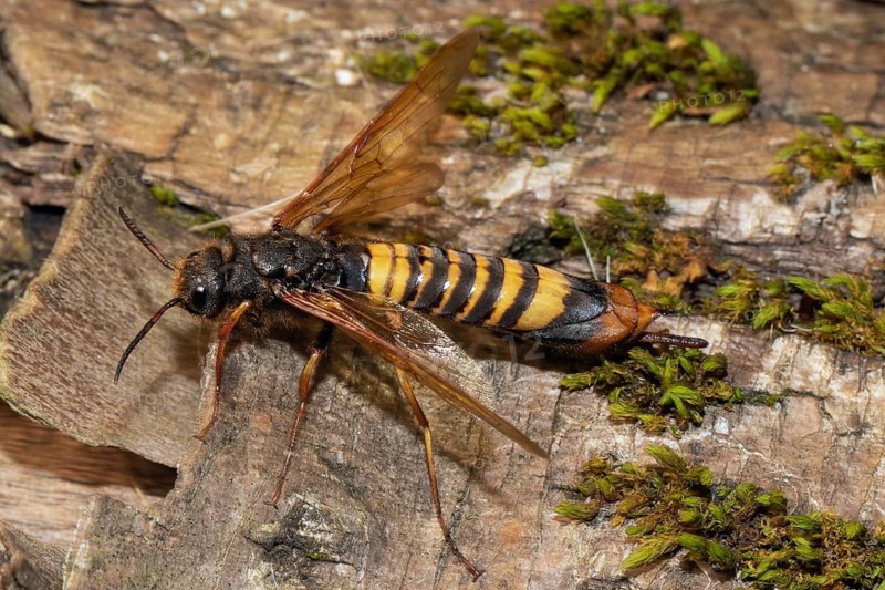 Giant wood wasp with open wings sitting on tree trunk looking left