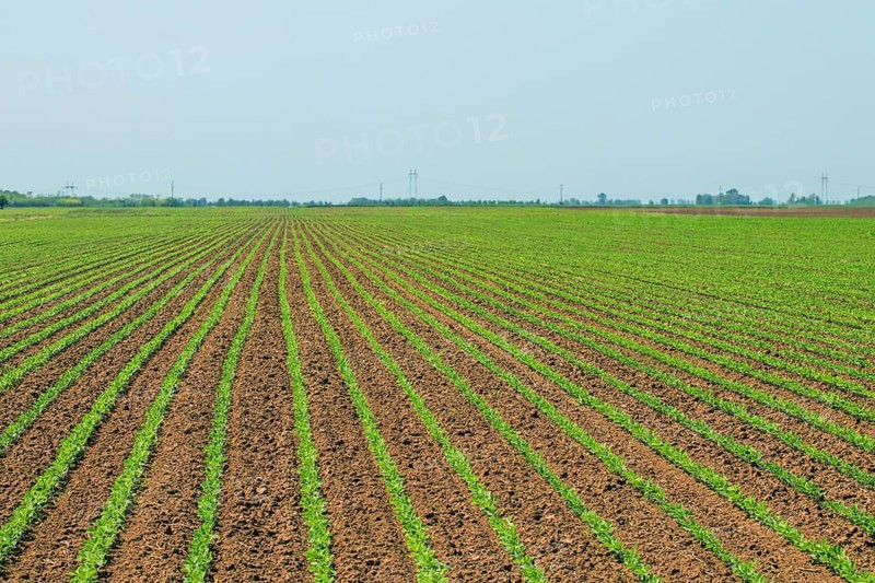 Green soybean field, Rows of young green soybeans. Agricultural landscape
