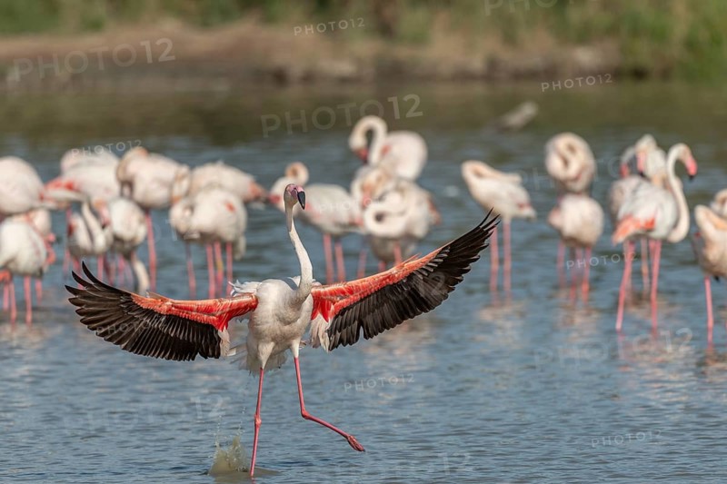 Greater Flamingos (Phoenicopterus roseus) landing in a swamp. Saintes Maries de la Mer, Parc naturel regional de Camargue, Arles, Bouches du Rhone, Provence Alpes Cote d'Azur, France, Europe