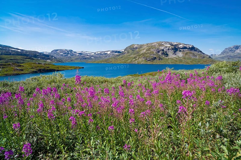 Beautiful scenery of a norwegian fjord with some blooming fireweed in the foreground