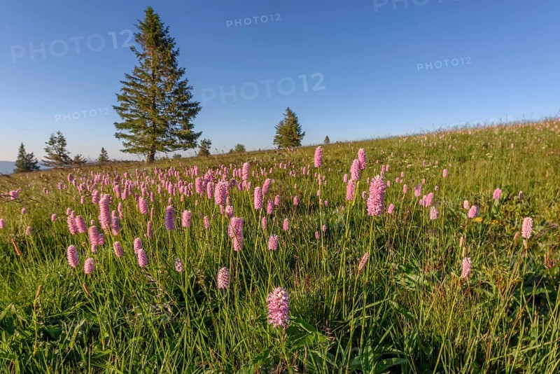 Beautiful wildflower meadow with knotweed Common bistort on the field of fire in the Vosges in France