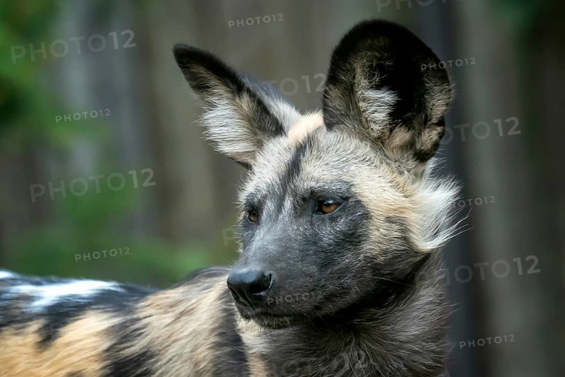 The African wild dog (Lycaon pictus)