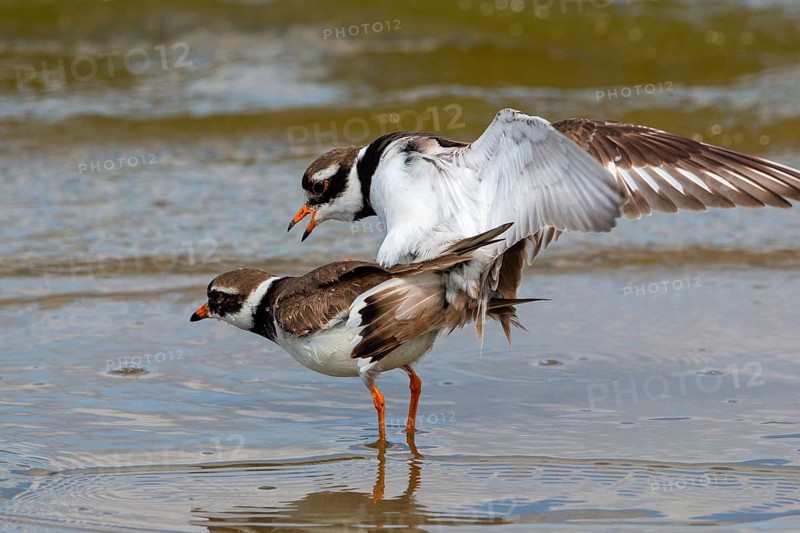 Ringed Plover, Charadrius hiaticula, copula