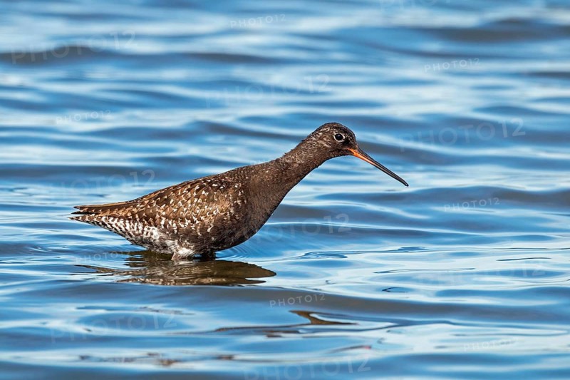 Spotted Redshank, Tringa erythropus