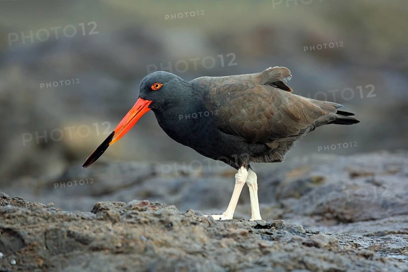 Sooty Oystercatcher, Haematopus fuliginosus, with a mussel in its beak