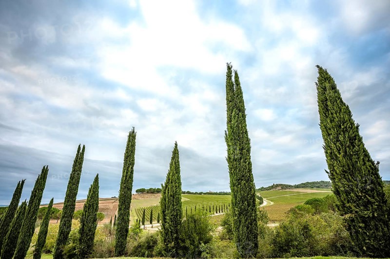 A typical cypress avenue in the Tuscan countryside of Val D'Orcia
