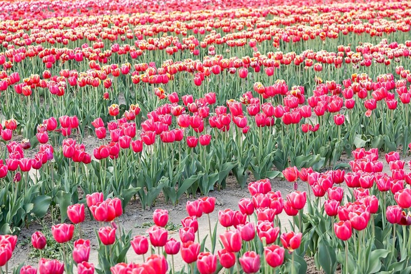 Blooming tulips field in Holland, springtime, beautiful multicolored background, sunlight