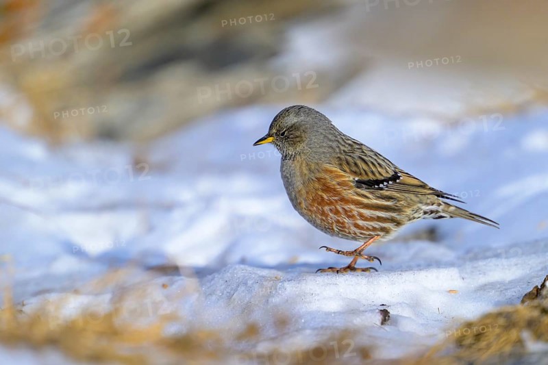 Alpine Accentor (Prunella collaris), Small bird standing on snow-covered ground in a cool, natural environment, Valais, Switzerland, Europe